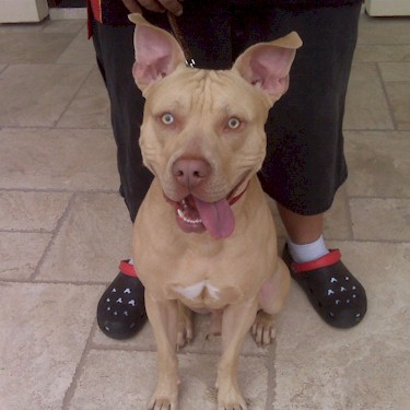 Gourgues Brutus Pit Bull.jpg